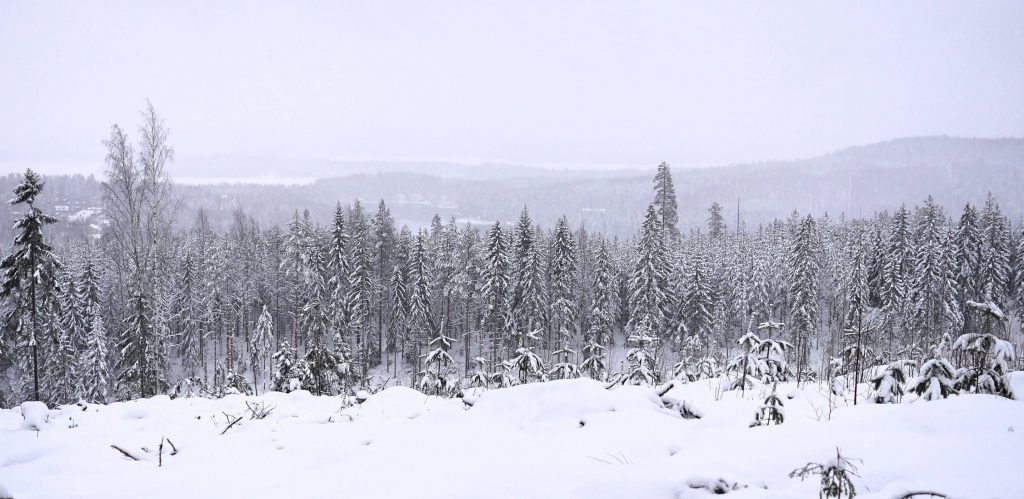 Talvinen metsämaisema