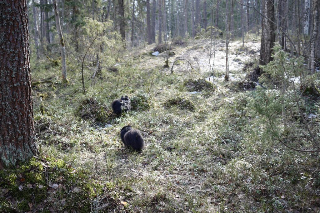 Koirat tutkivat metsää
