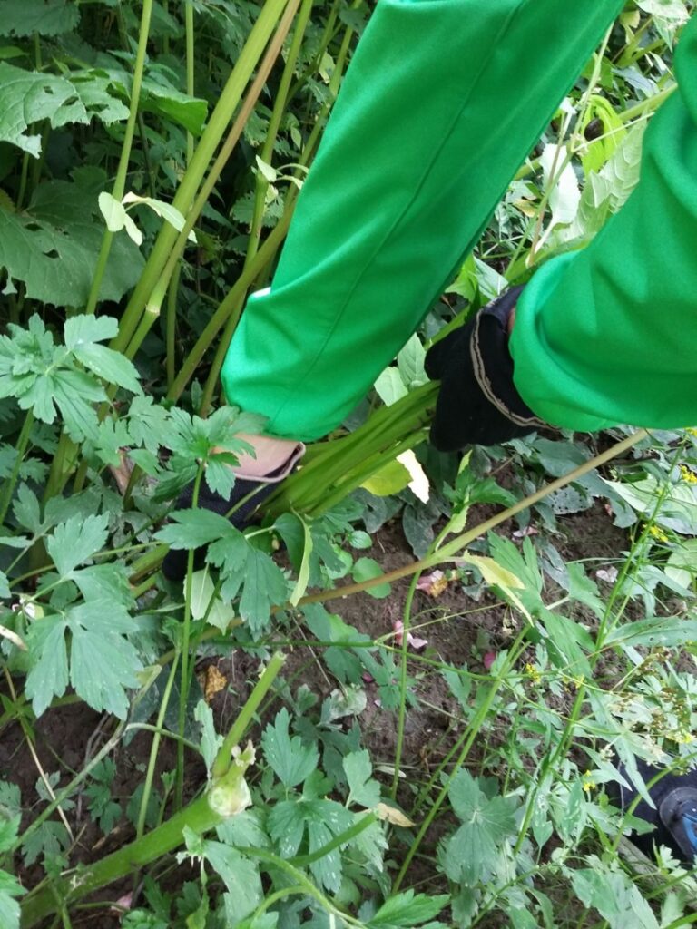 Yksityiskohta kuvasta, jossa ihminen kitkee jättipalsamia maasta.