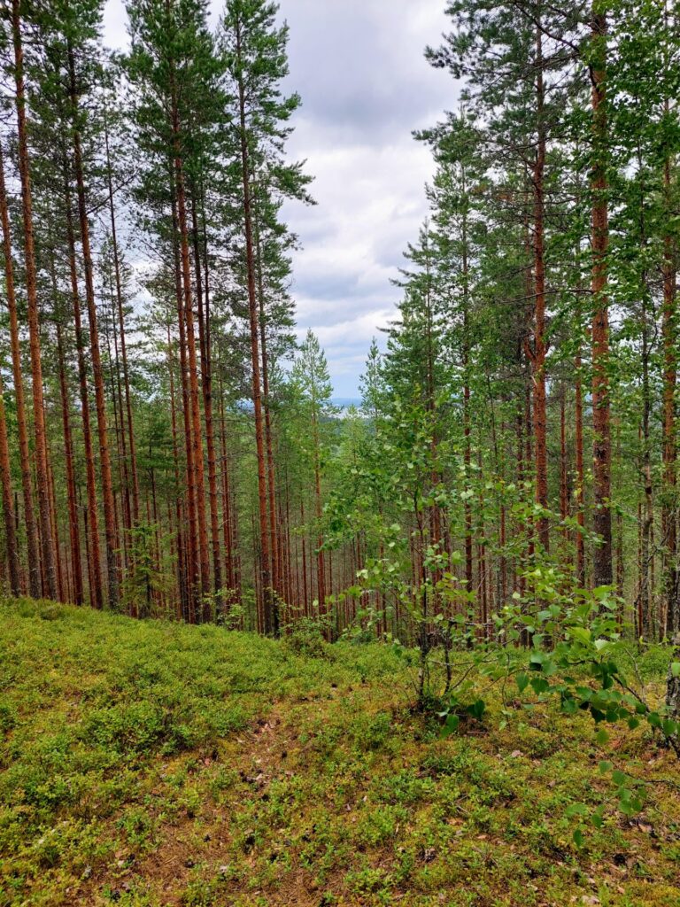 Mäntymetsä