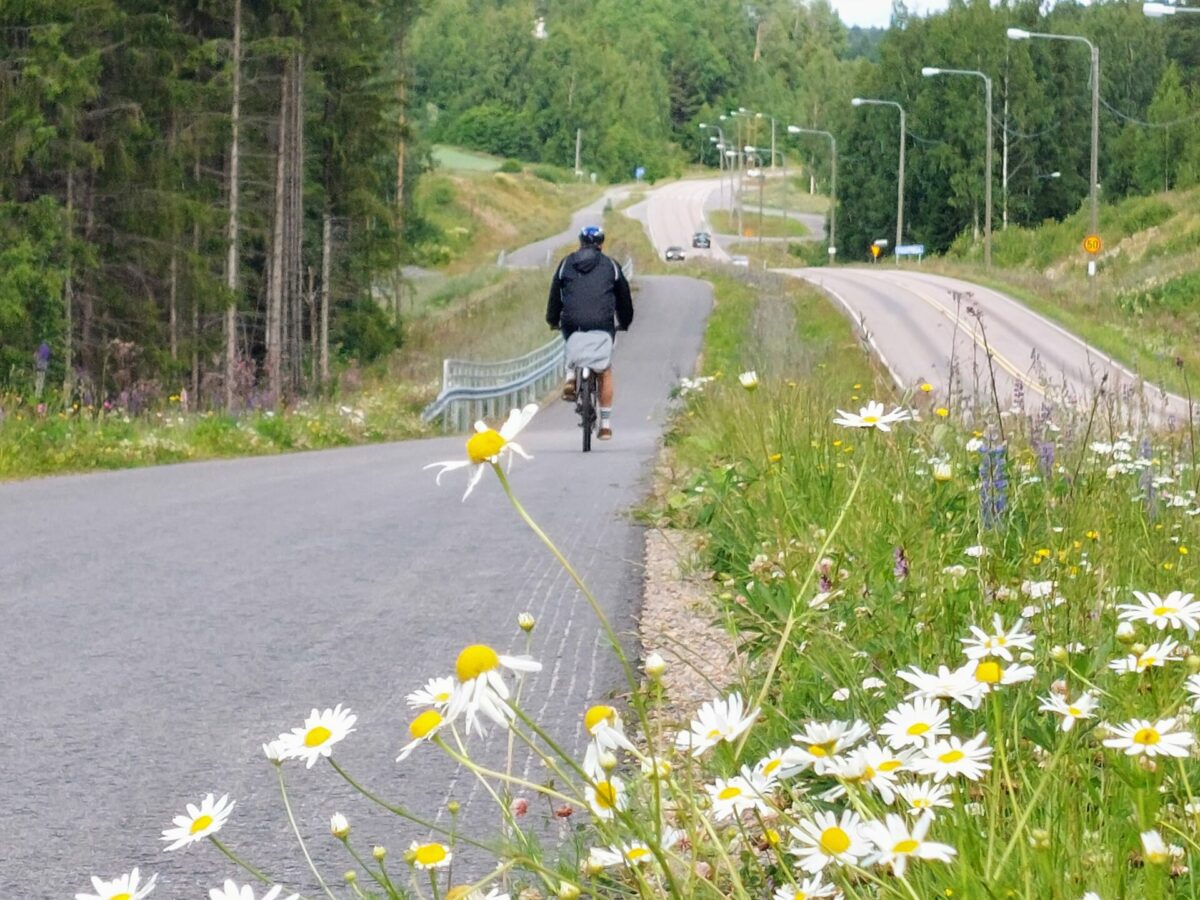 Auto- ja pyörätie rinnakkain, etualalla valkoisia kukkia, pyöräilija ajaa tiellä