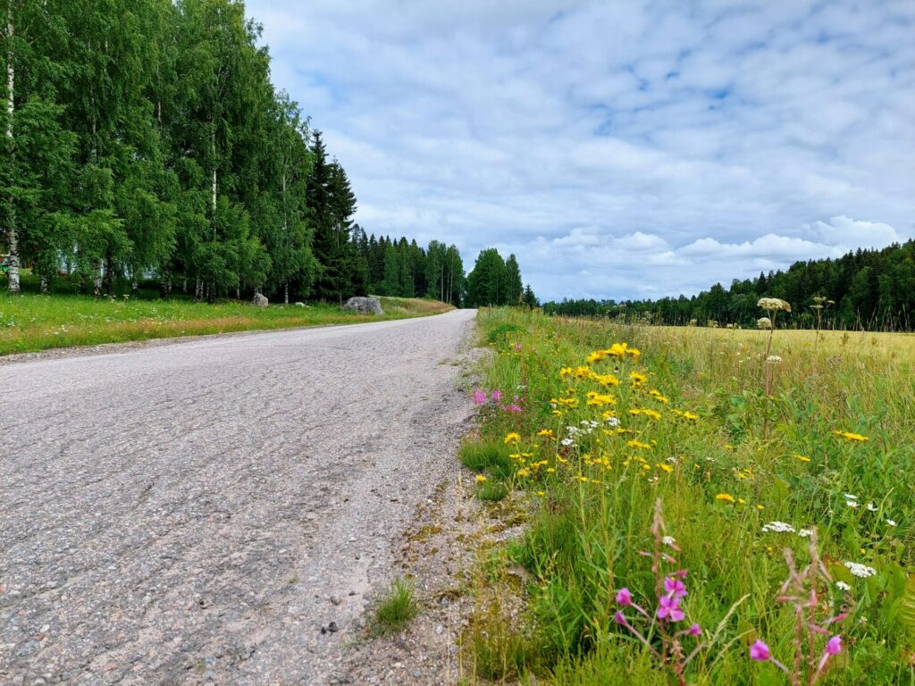 Peltomaisema, hiekkatie kulkee pellon reunaa, taustalla koivuja