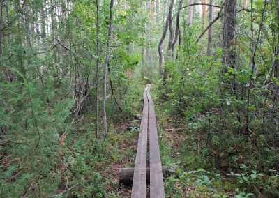 Pitkospuut luontopolulla