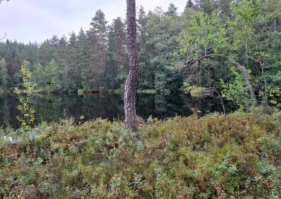 Lammen ranta. Rannalla mänty