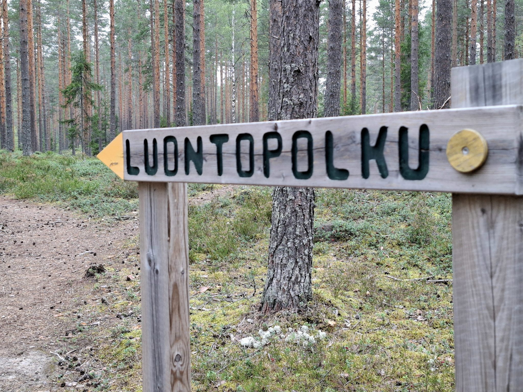 Retki Tikkakoskelle Jyv skyl n Kest v Kehitys JAPA Ry Retki Tikkakoskelle Jyv skyl n Kest v Kehitys JAPA Ry