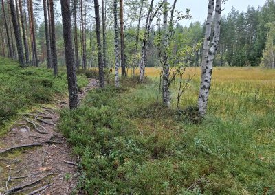 Luontopolku suon reunalla
