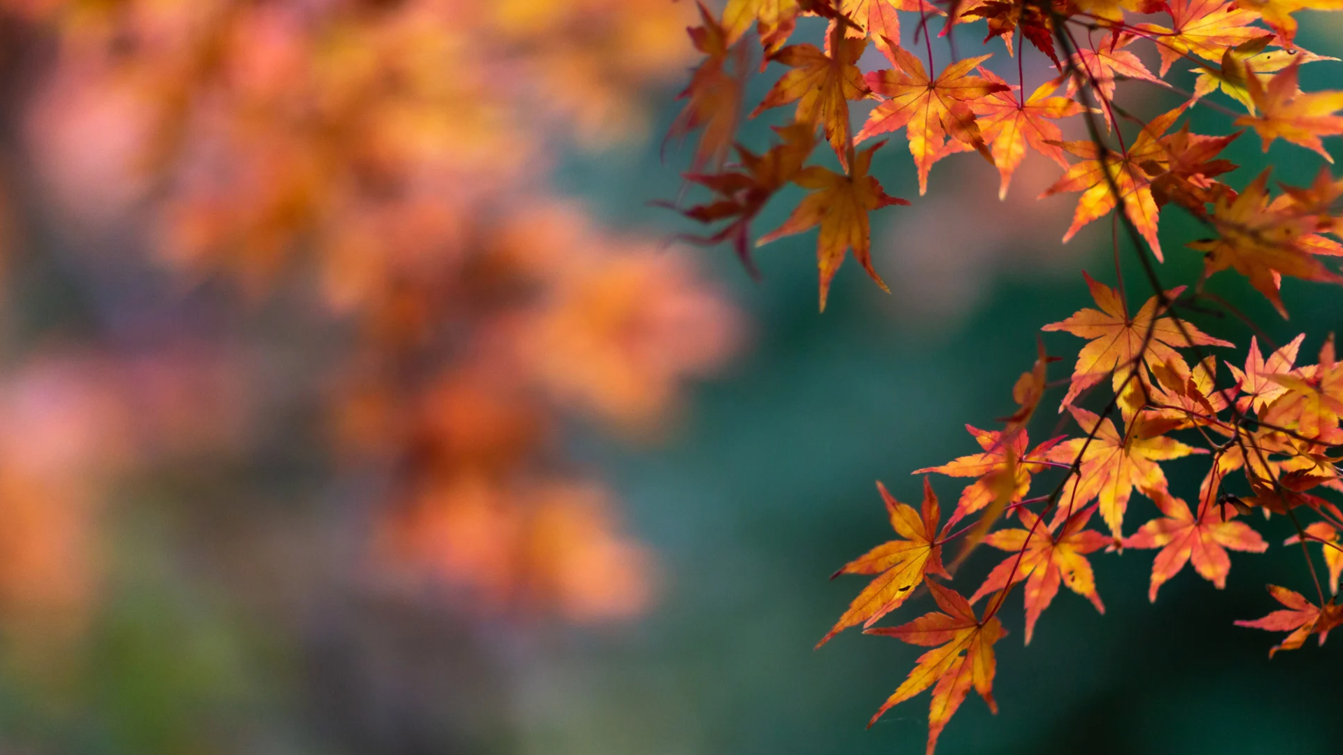 Japa ry:n syyskokous 30.11.2026